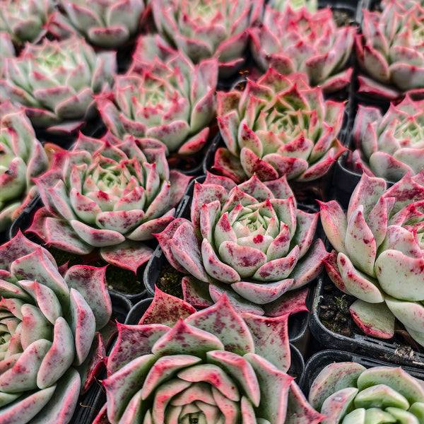 red top queen succulent Echeveria Red Wine Queen