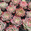 Echeveria Red Wine Queen - Korea Form