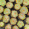 Echeveria 'Crystal Fairy' - Korea Form