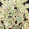 Echeveria Jippon Moon River