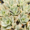 Echeveria Jippon Moon River
