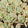 Echeveria Jippon Moon River