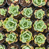 Echeveria 'Lemon and Lime'