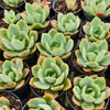 Echeveria 'Lemon and Lime'