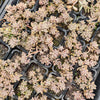 Graptopetalum mendozae 'Mirinae' (miniature pink form)