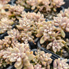 Graptopetalum mendozae 'Mirinae' (miniature pink form)