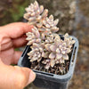 Graptopetalum mendozae 'Mirinae' (miniature pink form)