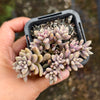 Graptopetalum mendozae 'Mirinae' (miniature pink form)