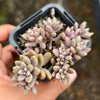 Graptopetalum mendozae 'Mirinae' (miniature pink form)