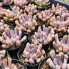 Graptoveria 'Topsy-Debbie' (aka Graptoveria 'Lilac Spoons')