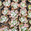 Echeveria Linguas (Bump leaf)(Young plant)(SIZE S)
