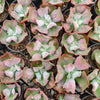 Echeveria Linguas (Bump leaf)(Young plant)(SIZE S)