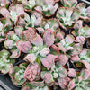 Echeveria Linguas (Bump leaf)(Young plant)(SIZE S)