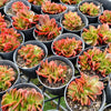 Echeveria Fimbriata Fasciculata Crest