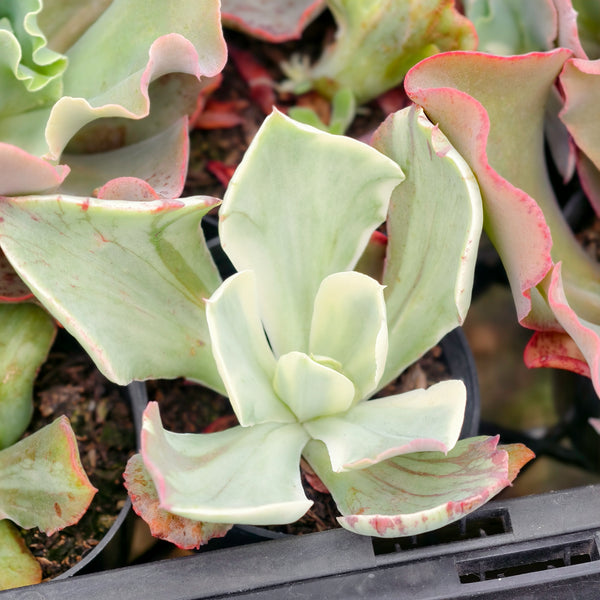 Echeveria Jippon Moon River