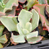 Echeveria Jippon Moon River