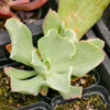 Echeveria Jippon Moon River