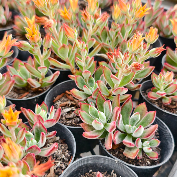PACK of 10 PLANTS] x Echeveria Harmsii 'Ruby Slippers' – LET LOVE GROW ( Succulent & Cactus)