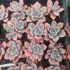 Graptoveria Mrs Richards Variegated