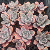 Graptoveria Mrs Richards Variegated