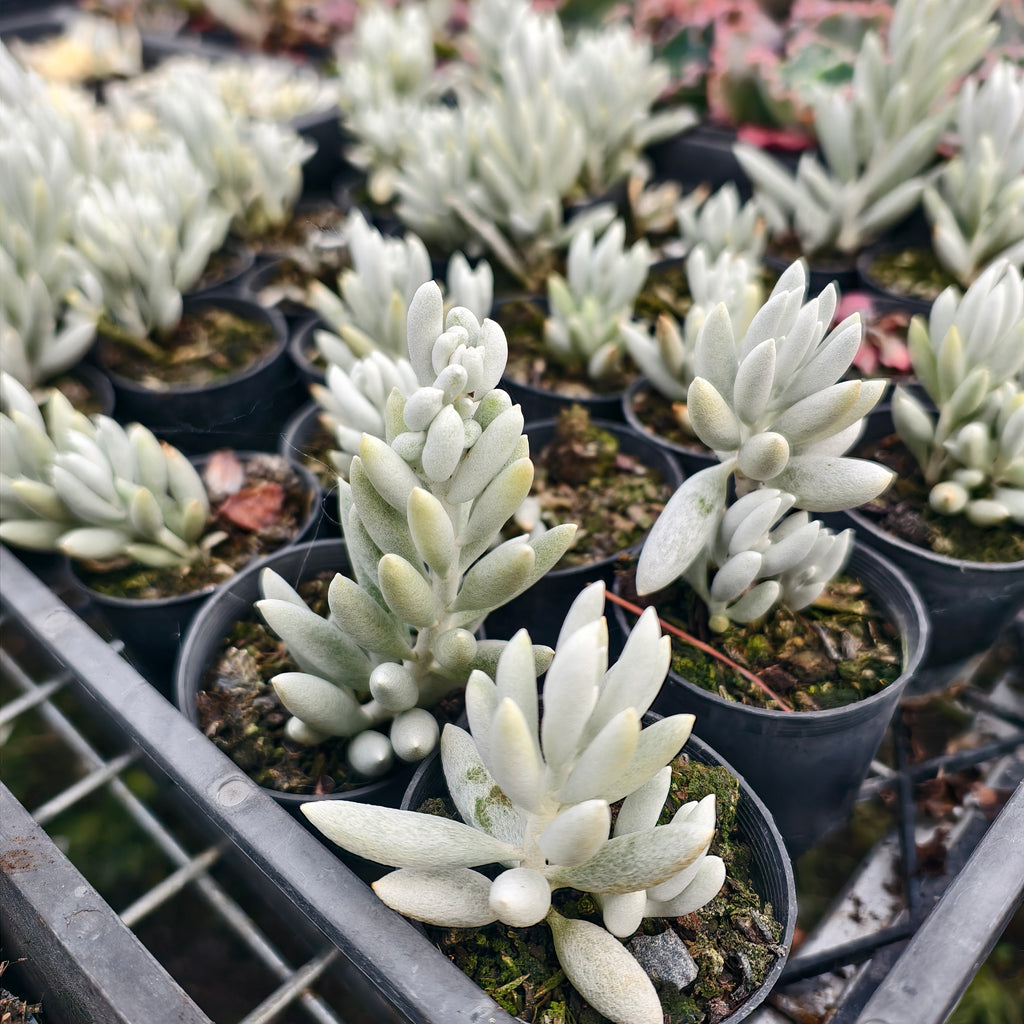 Senecio Haworthii