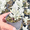 Senecio Haworthii