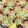 Echeveria Sunset Peony Variegated
