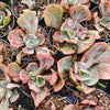 Echeveria 'Ice Age' Variegata