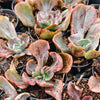 Echeveria 'Ice Age' Variegata