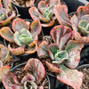 Echeveria 'Ice Age' Variegata