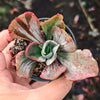 Echeveria 'Ice Age' Variegata