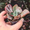 Echeveria 'Ice Age' Variegata