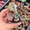 Echeveria 'Ice Age' Variegata