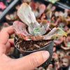 Echeveria 'Ice Age' Variegata