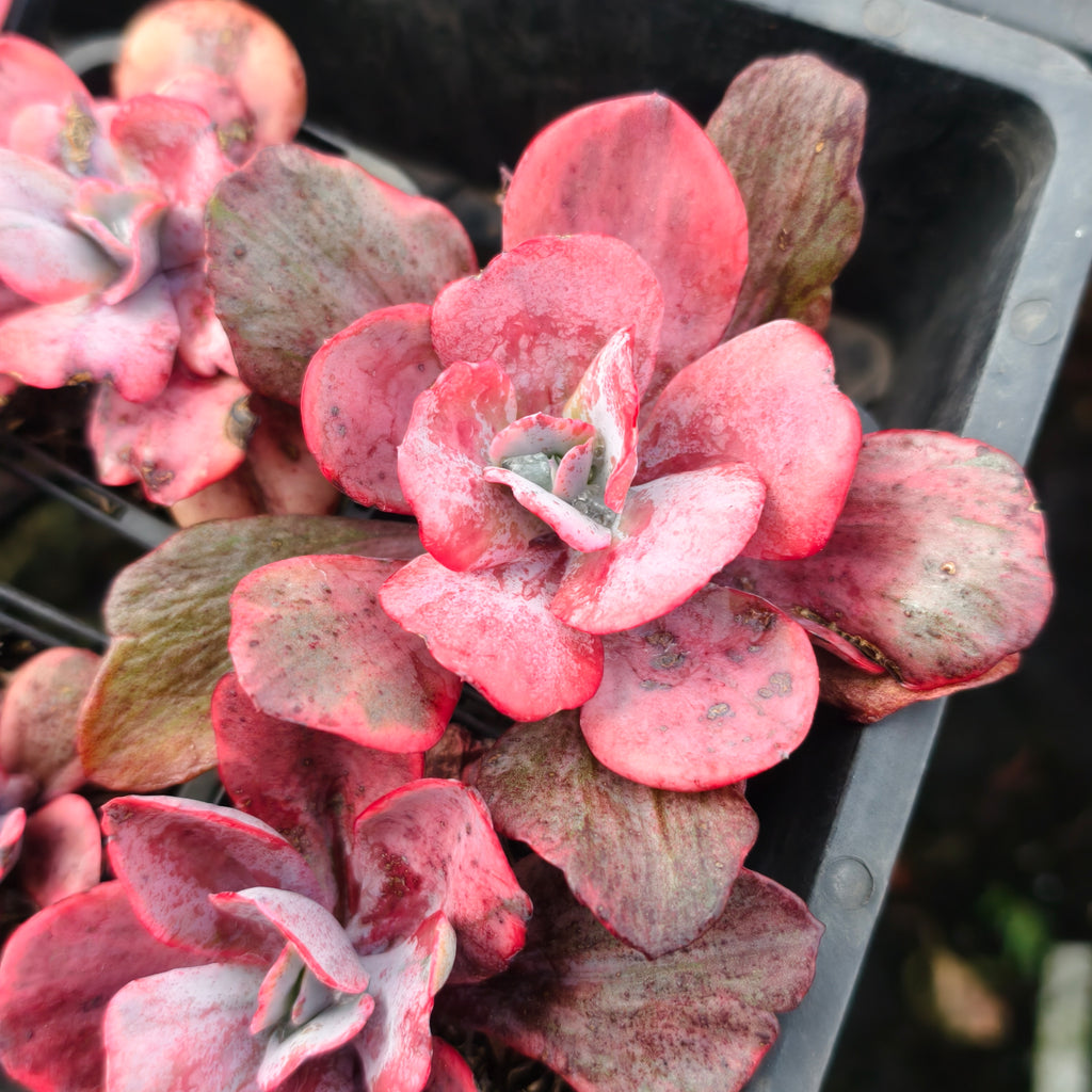 Echeveria Angel Wings Variegata