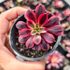 Aeonium 'Medusa'