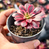 Aeonium 'Medusa'