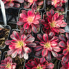 Aeonium 'Medusa'