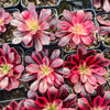 Aeonium 'Medusa'