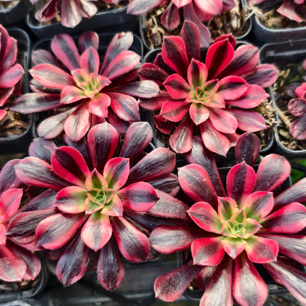 Aeonium 'Medusa'