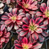 Aeonium 'Medusa'