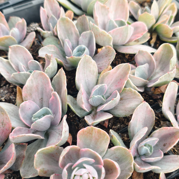 decora succulent Echeveria Decora – LET LOVE GROW (Succulent & Cactus)