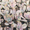 Echeveria Decora
