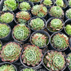 Echeveria 'Red Hole'