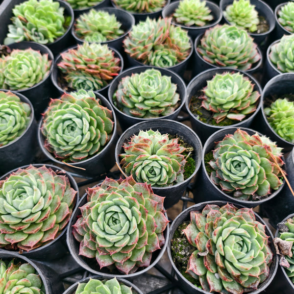 PACK of 10 PLANTS] x Echeveria 'Red Hole' – LET LOVE GROW