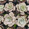 Echeveria Lilacina Marble Variegated