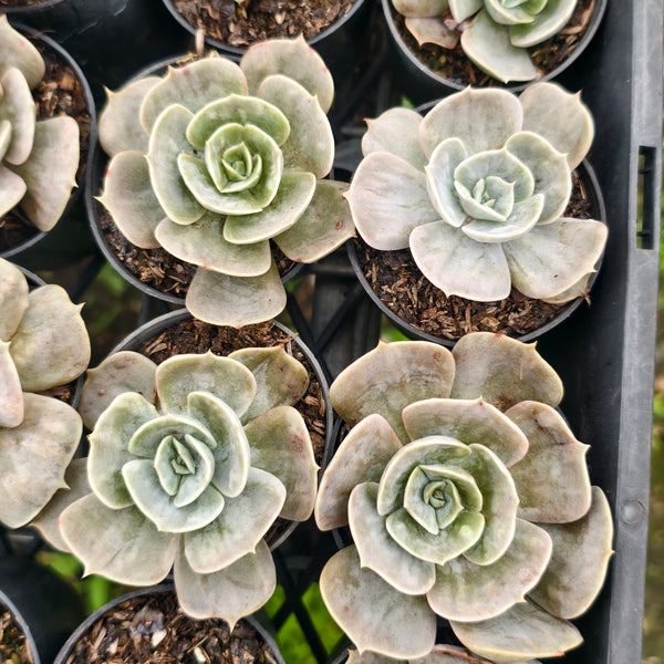 variegated succulents australia PACK of 10 PLANTS] x Echeveria Lilacina Marble Variegated – LET LOVE GROW ( Succulent & Cactus)