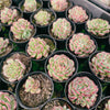 Echeveria Marcel