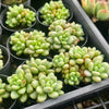 Sedum Carviar