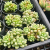 Sedum Carviar